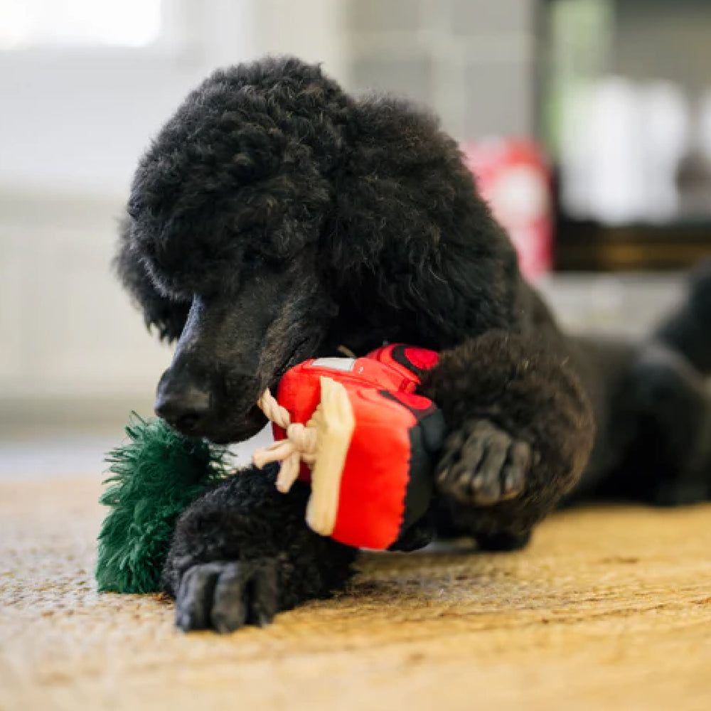 
                  
                    Black poodle chewing on the toy's rope
                  
                