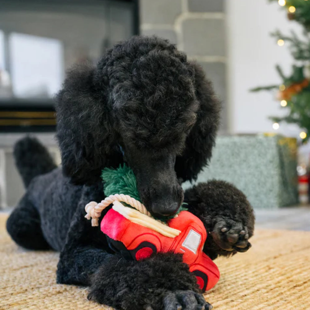 
                  
                    Black poodle chewing on the toy
                  
                