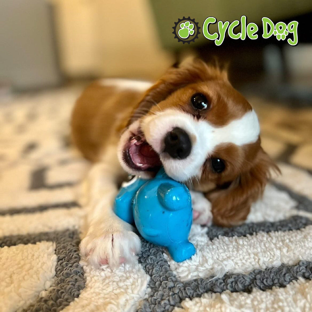 
                  
                    Puppy Playing with Blue Hippo Dog Toy
                  
                