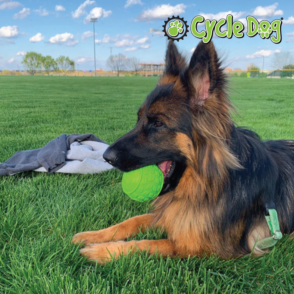 
                  
                    Dog Chewing on High Roller Ball
                  
                