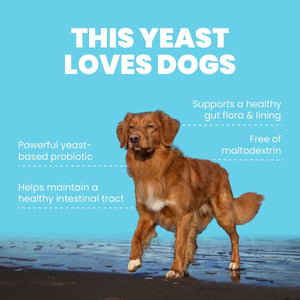 
                  
                    Four Leaf Rover Saccharomyces boulardii - Yeast-Based Probiotics For Dogs
                  
                
